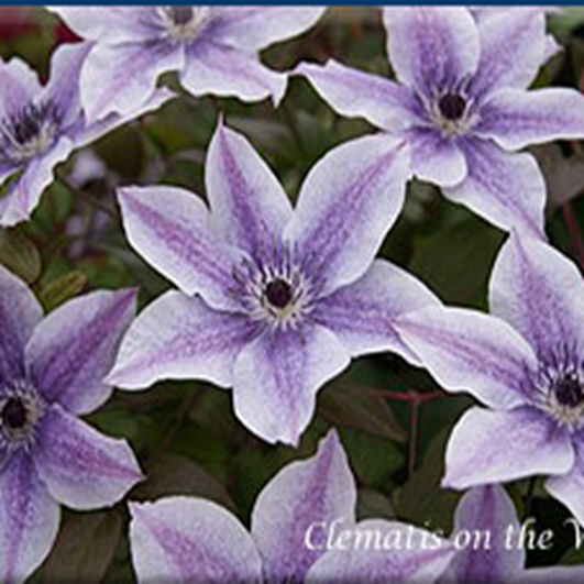 Клематис гибридный Бест Вишес